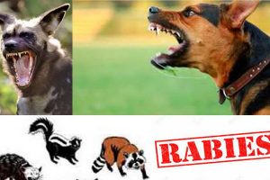 ilustrasi-anjing-rabies-1